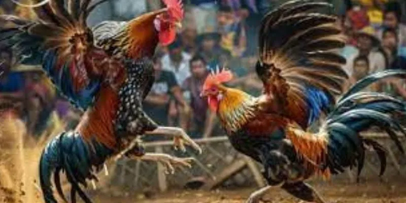 Các hình thức đá gà phổ biến