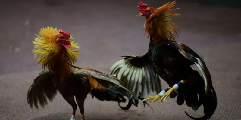 Những trận đá gà trên mạng kinh điển được yêu thích