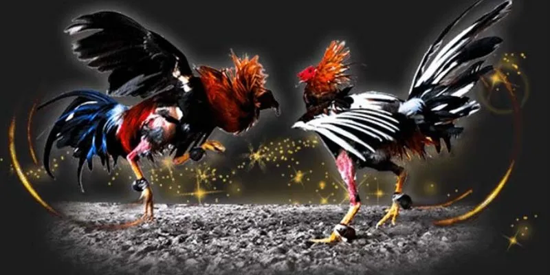 Phân tích tỷ lệ cược đá gà trên mạng New88