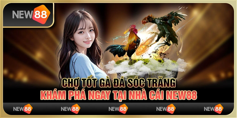 Chợ Tốt Gà Đá Sóc Trăng – Khám Phá Ngay Tại Nhà Cái New88