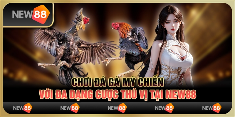Chơi Đá Gà Mỹ Chiến Với Đa Dạng Cược Thú Vị Tại New88