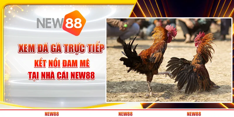 Xem Đá Gà Trực Tiếp: Kết Nối Đam Mê Tại Nhà Cái New88