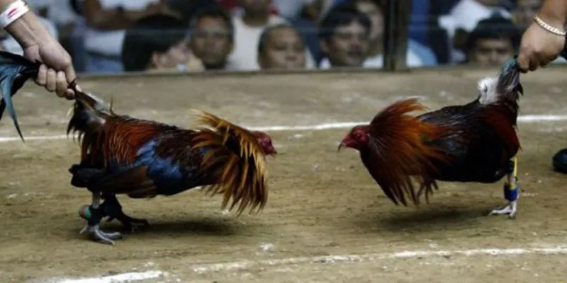 Mẹo chọn gà đá hiệu quả tại chợ gà sóc trăng