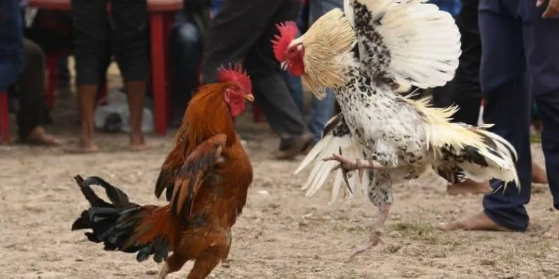 Những giống gà hot tại chợ gà sóc trăng