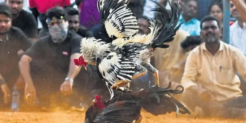 Tổng quan về cược gà casino trực tuyến