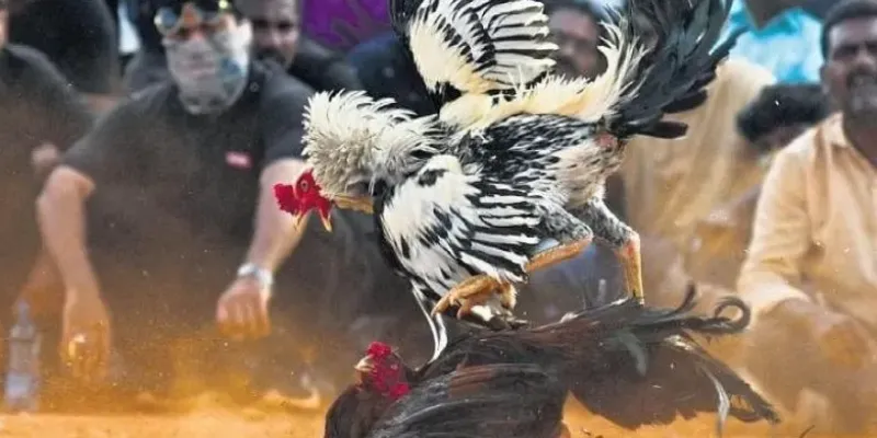 Đá gà casino đam mê bất tận tại SHBET