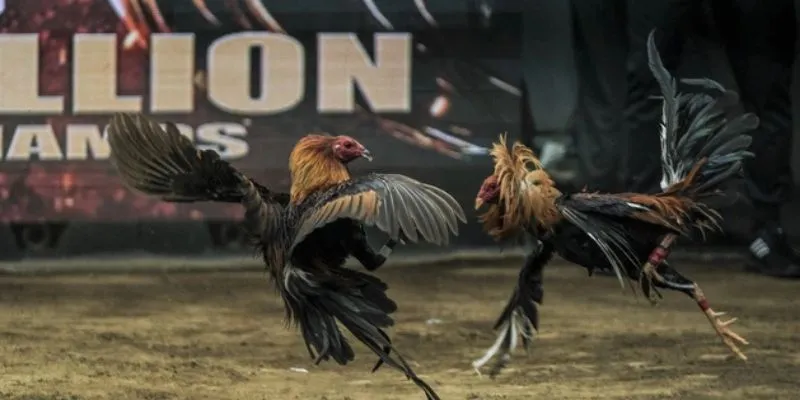 Nhiều loại hình cược gà casino trực tuyến thú vị