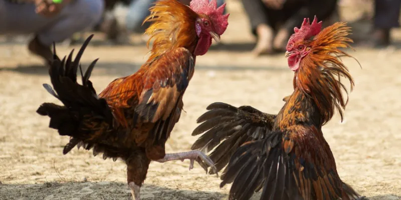 Cách chơi đá gà nhanh chiến thắng