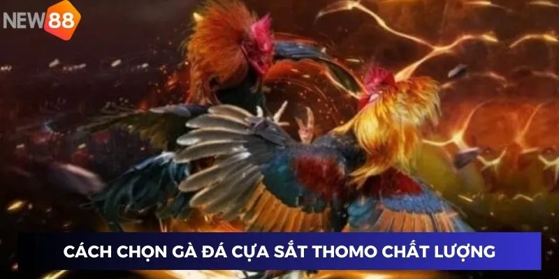 Cách chọn gà đá cựa sắt chất lượng