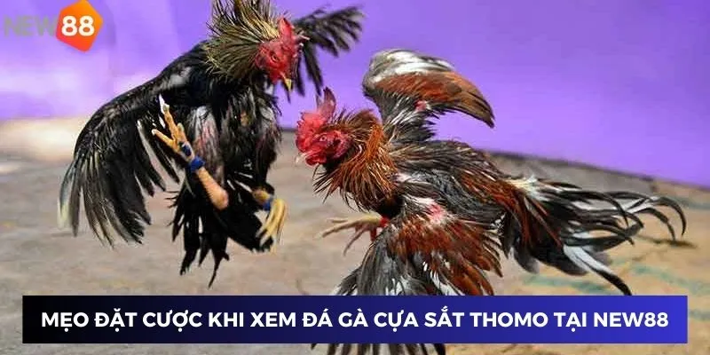 Mẹo đặt cược khi xem đá gà cựa sắt 