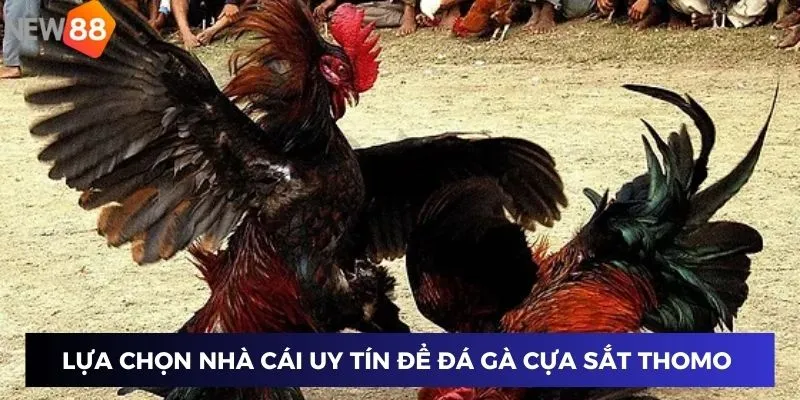 Lựa chọn nhà cái uy tín để đá gà cựa sắt