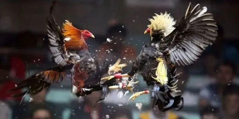 Nắm rõ luật chơi đá gà để trải nghiệm