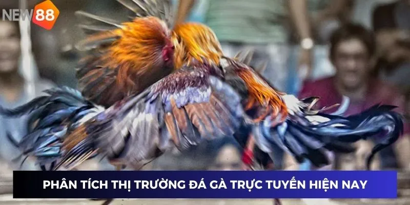 Phân tích thị trường đá gà trực tuyến hiện nay