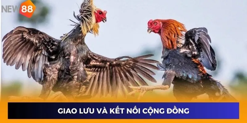 Giao lưu và kết nối cộng đồng