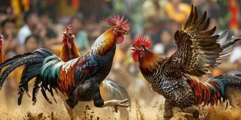 Tìm hiểu về loại đá gà cực đỉnh cao thú vị