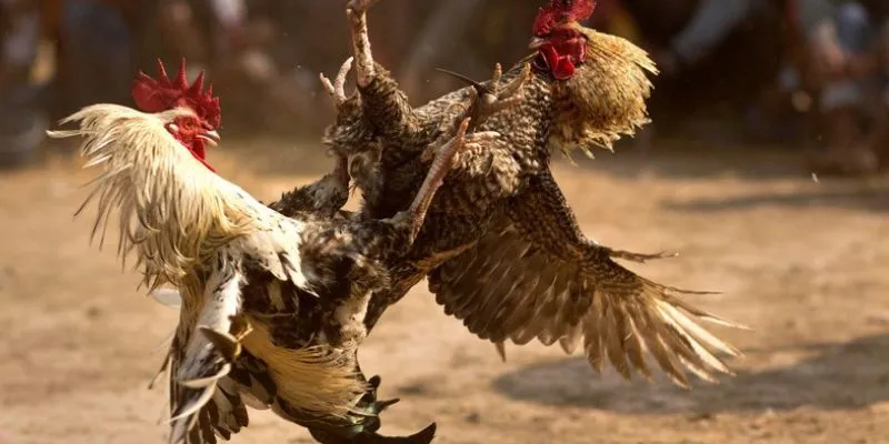 Nhiều loại cược đấu gà đỉnh cao toàn cầu