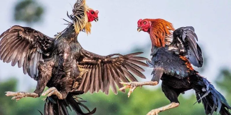 Nắm rõ lưu ý trước khi tham gia đặt cược