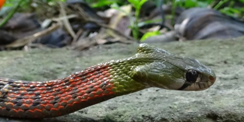 Rắn mang biểu tượng tâm linh