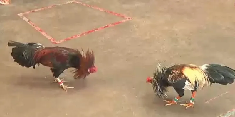 Xem đá gà tại New88 chỉ với vài cú click chuột