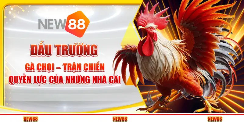 Đấu Trường Gà Chọi – Trận Chiến Quyền Lực Của Những Nhà Cái