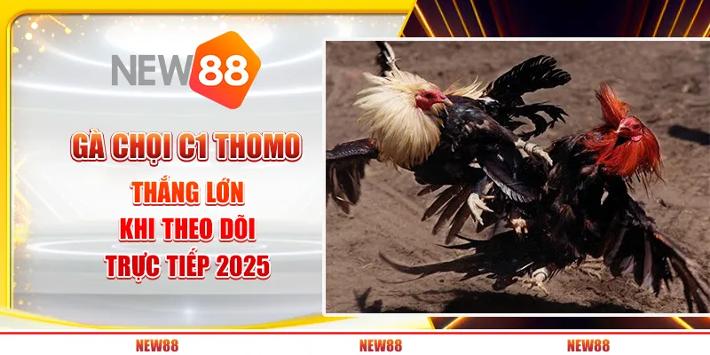 Gà Chọi C1 Thomo – Thắng Lớn Khi Theo Dõi Trực Tiếp 2025