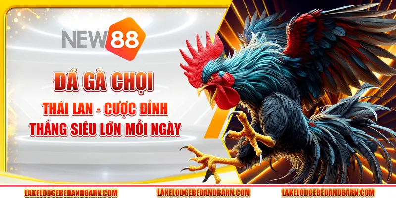 Đá Gà Chọi Thái Lan - Cược Đỉnh, Thắng Siêu Lớn Mỗi Ngày