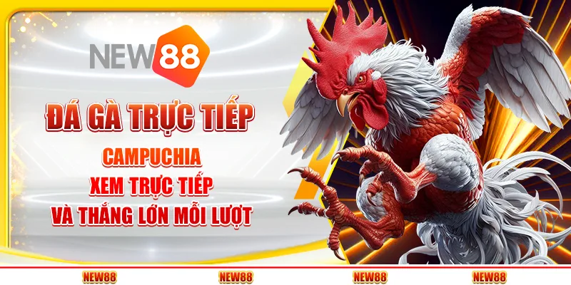 Đá Gà Trực Tiếp Campuchia – Xem Trực Tiếp Và Thắng Lớn Mỗi Lượt