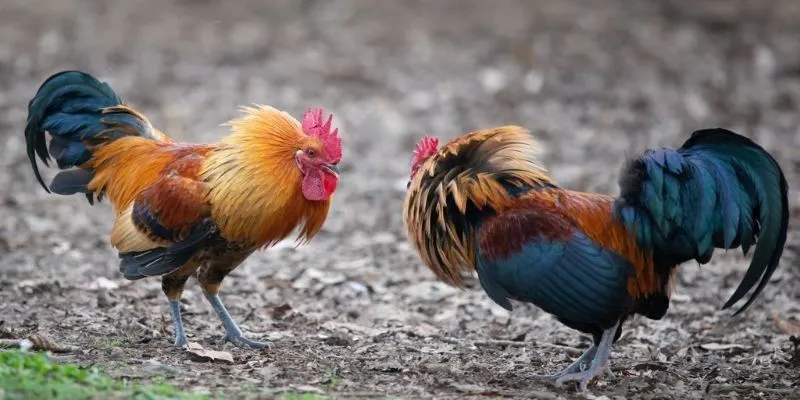 Luật chơi đá gà cần nắm chắc