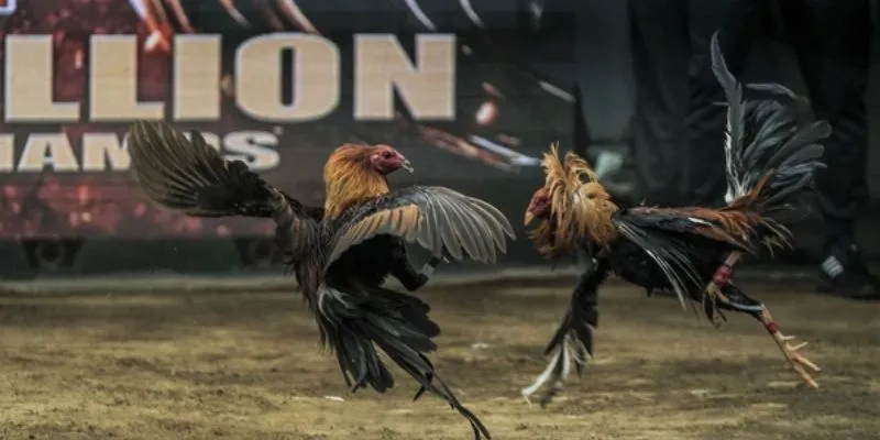 Những mẹo hay chơi đá gà hay nhất