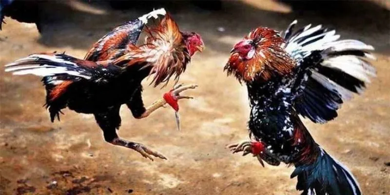 Khám phá về đá gà casino