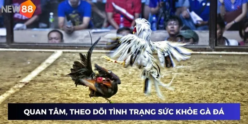 Quan tâm, theo dõi tình trạng sức khỏe gà đá
