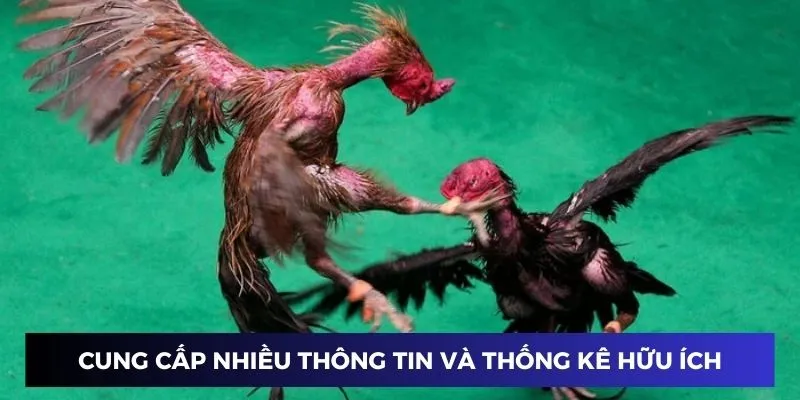 Cung cấp nhiều thông tin và thống kê đá gà hữu ích