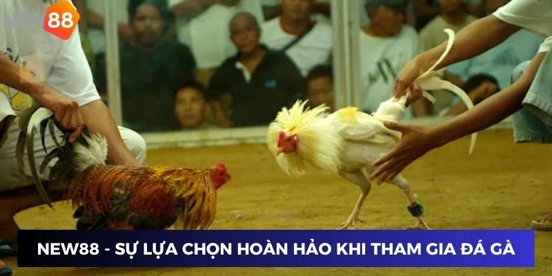 New88 - Sự lựa chọn hoàn hảo khi tham gia đá gà chọi thái lan