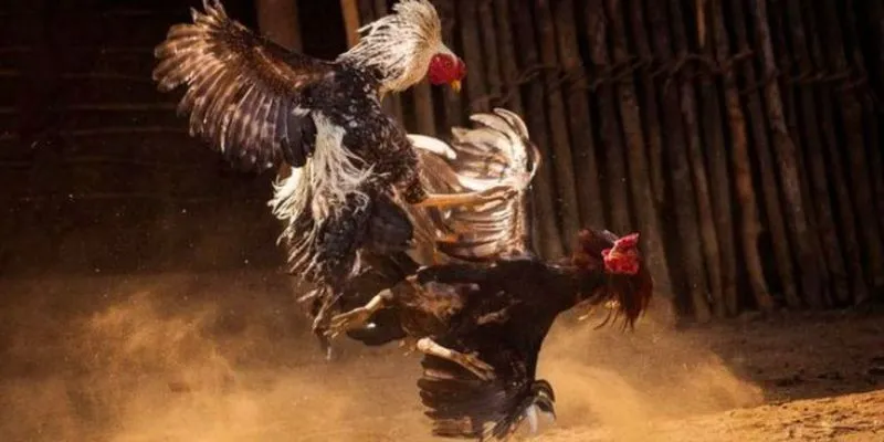 Các hình thức chơi đá gà cựa hay nhất