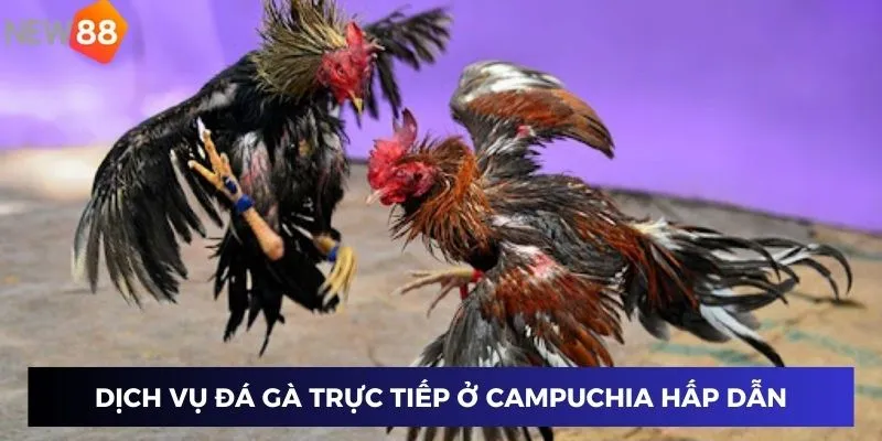 Dịch vụ đá gà trực tiếp ở Campuchia hấp dẫn