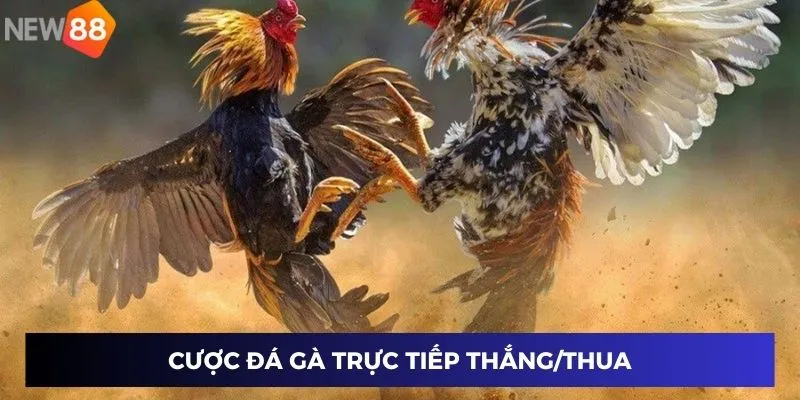 Cược đá gà trực tiếp thắng/thua