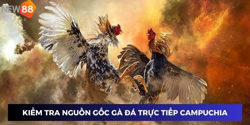 Kiểm tra nguồn gốc gà đá trực tiếp campuchia