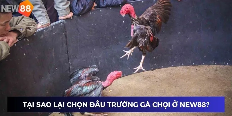 Tại sao lại chọn Đấu Trường Gà Chọi ở nhà cái New88?