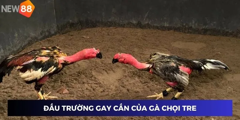 Đấu trường gay cấn của gà chọi tre