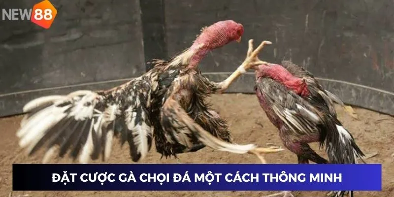 Đặt cược gà chọi đá một cách thông minh