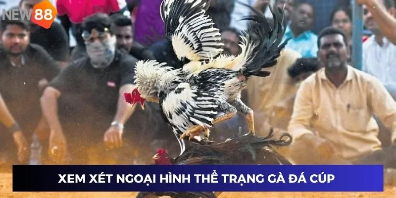 Xem xét ngoại hình thể trạng gà đá cúp 