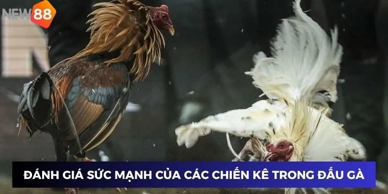 Đánh giá sức mạnh của các chiến kê trong đấu gà