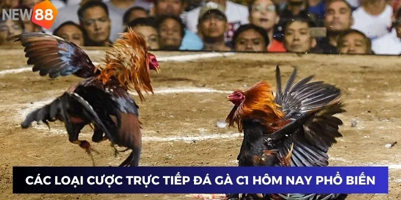 Các loại cược trực tiếp đá gà C1 hôm nay phổ biến