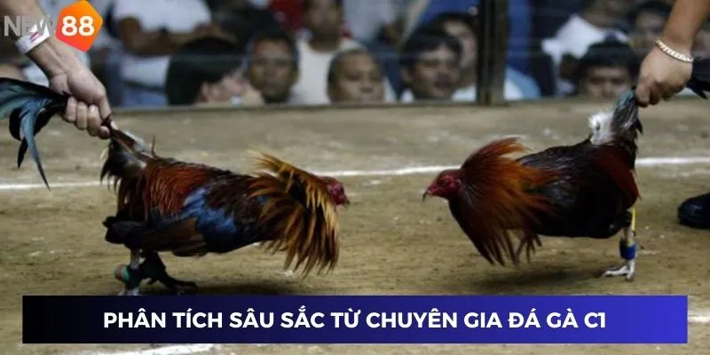 Phân tích sâu sắc từ chuyên gia đá gà C1