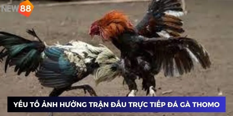 Yếu tố ảnh hưởng trận đấu trực tiếp đá gà thomo