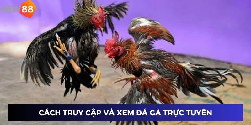 Cách truy cập và xem đá gà trực tuyến