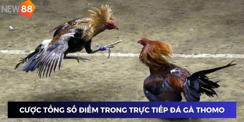 Cược tổng số điểm trong trực tiếp đá gà Thomo