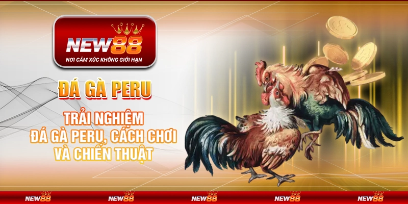 Đá gà Peru – Trải nghiệm đá gà Peru, cách chơi và chiến thuật