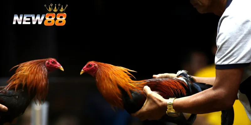 Các điểm hấp dẫn tại tổng hợp đá gà campuchia mới nhất