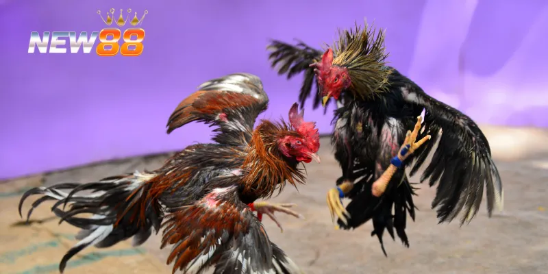 Các yếu tố đặc biệt của đá gà Peru tại NEW88